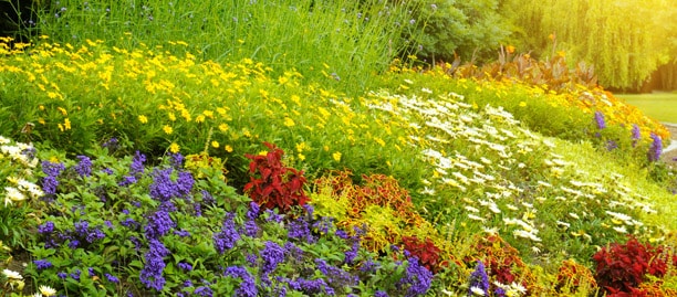 Dans un grand vent de fleurs