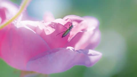 Dans un grand vent de roses