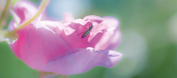 Dans un grand vent de roses