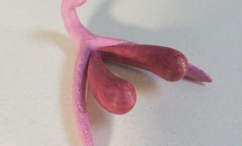 Le clitoris n’est plus ce qu’il était
