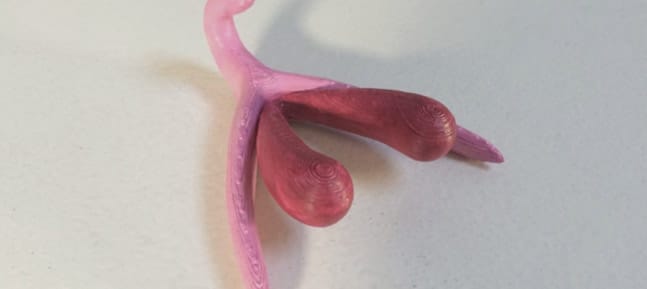 Le clitoris n’est plus ce qu’il était