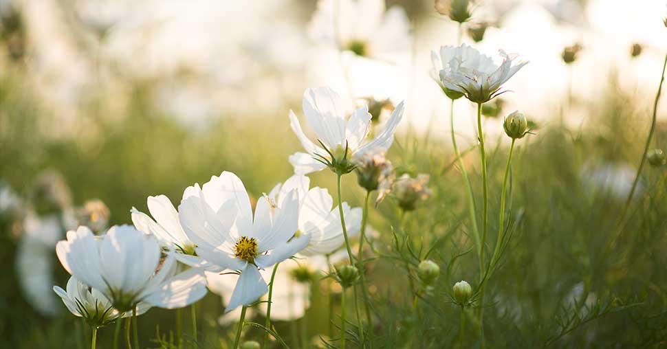 26 mei.Het natuurschoon en het sacrale