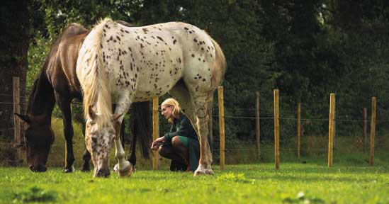 Uitgetest: blind date met paarden