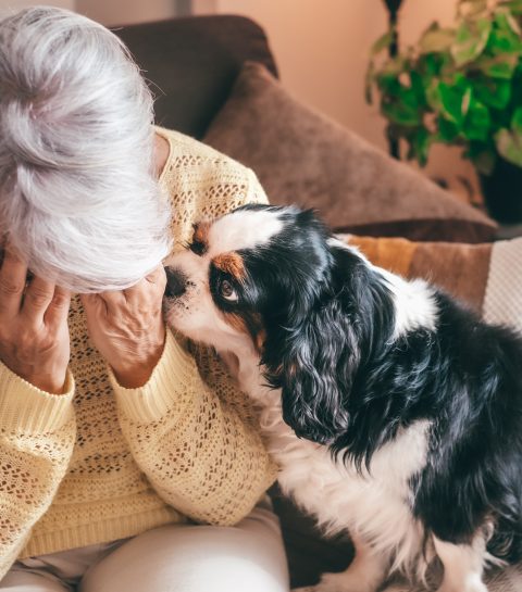 Deze woorden mag je nooit tegen je huisdier zeggen bij een laatste afscheid – zegt dierenarts