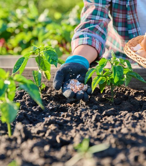Ontdek de meststof die je planten doet bloeien als nooit tevoren!