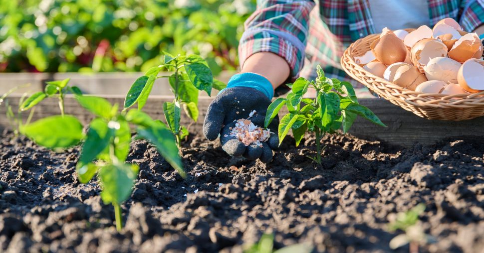 Ontdek de meststof die je planten doet bloeien als nooit tevoren!