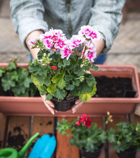 Vergeten die saaie geraniums – deze XXL-variëteit laat je tuin schitteren!