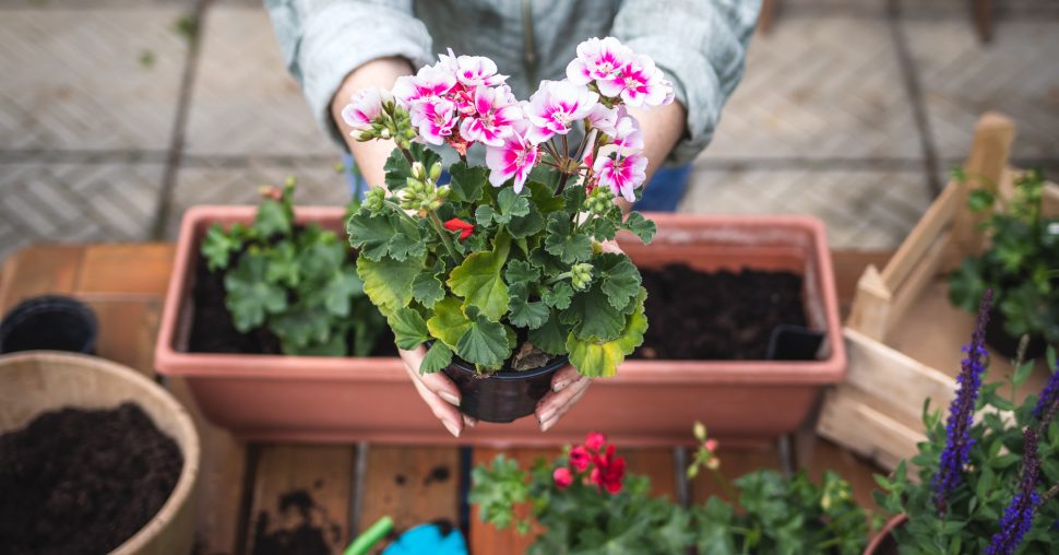 Vergeten die saaie geraniums – deze XXL-variëteit laat je tuin schitteren!