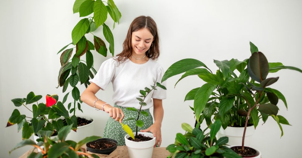 Ontdek de planten die je huis veranderen in een oase van rust