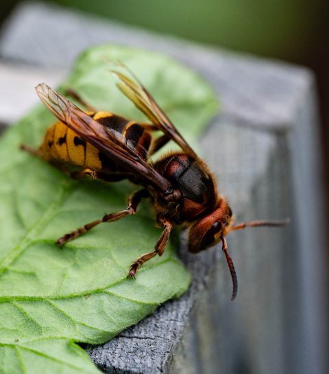 Pas op: Kinderen in gevaar door verborgen wespennesten in de tuin