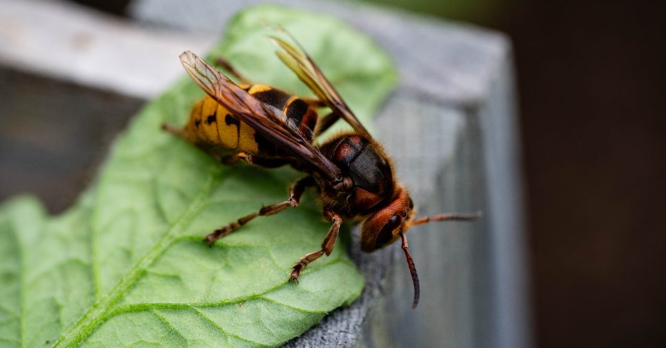 Pas op: Kinderen in gevaar door verborgen wespennesten in de tuin