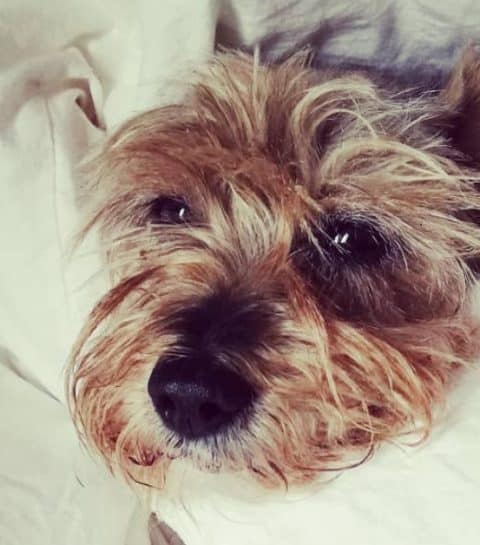 Het huisdier: je buddy of je baby?