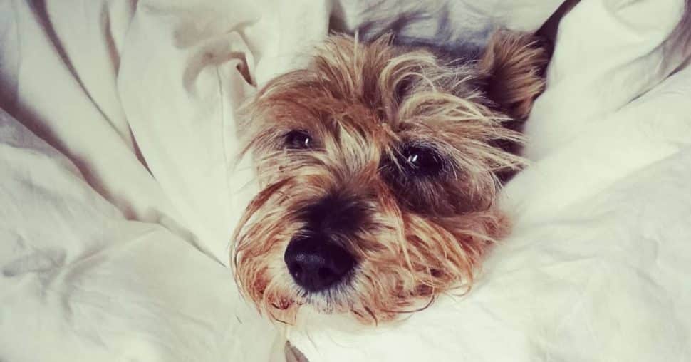 Het huisdier: je buddy of je baby?